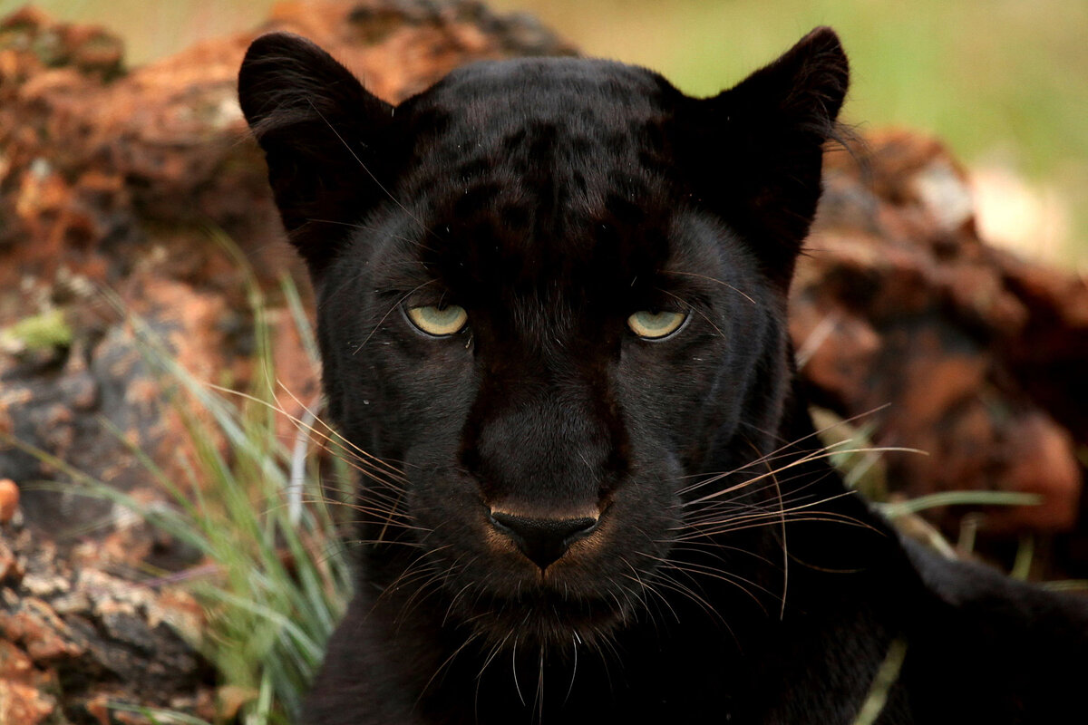 пума черная кошка