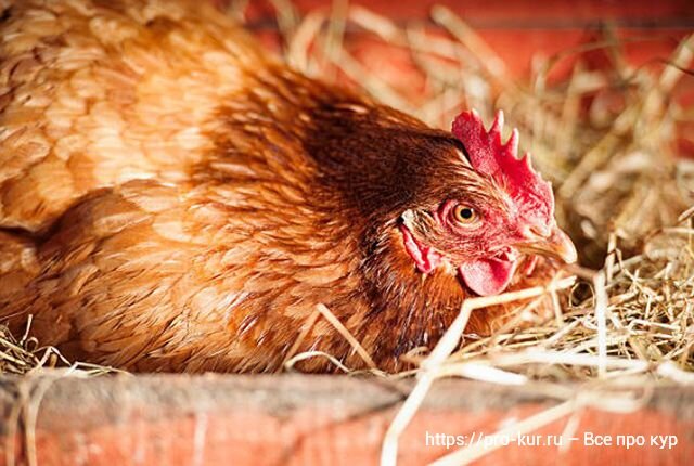 Выращивание цыплят: уход за цыплятами и кормление цыплят