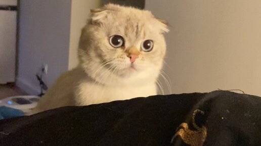 Кошка лелика