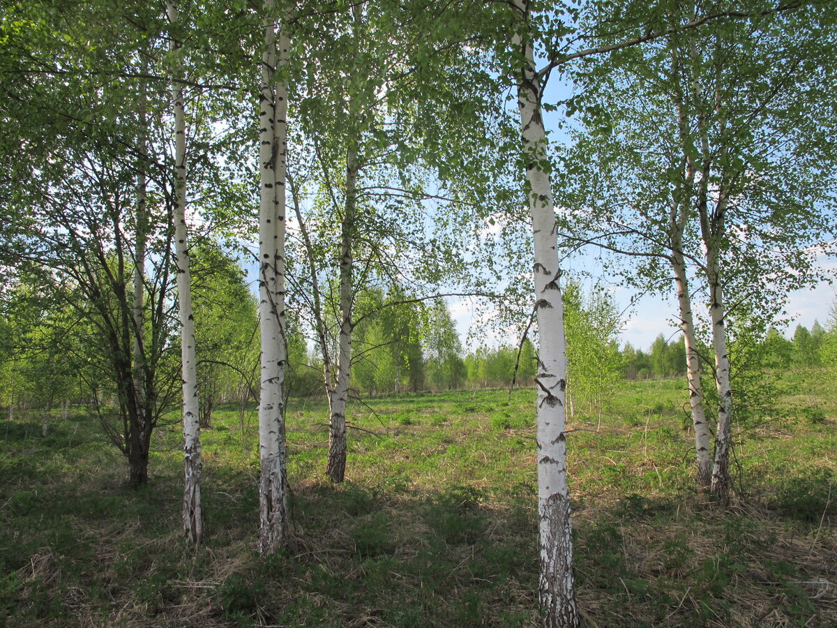 в америке есть березы