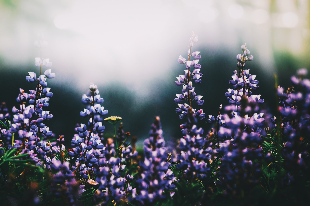 фото с https://unsplash.com/
