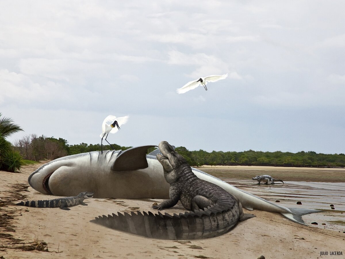 Шо, сдох? Не уютно на земле, мегалодончик? А мне норм!