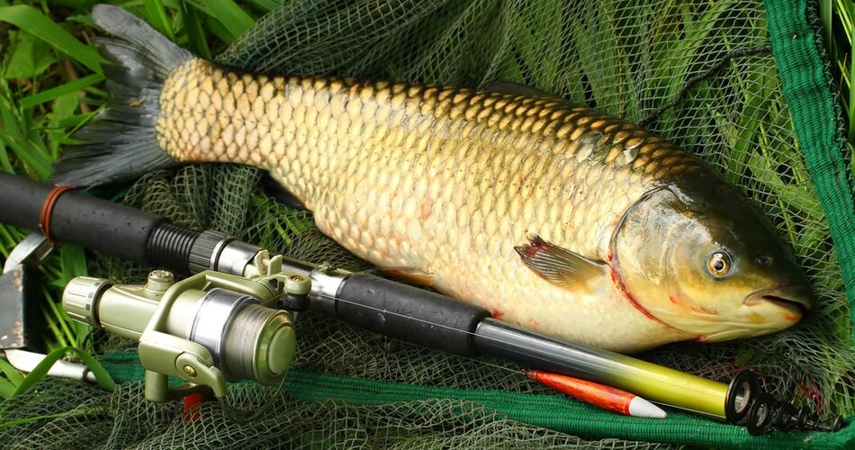 Фото с сайта: https://manrule.ru/images/article/orig/2020/10/vse-o-lovle-belogo-amura.jpg