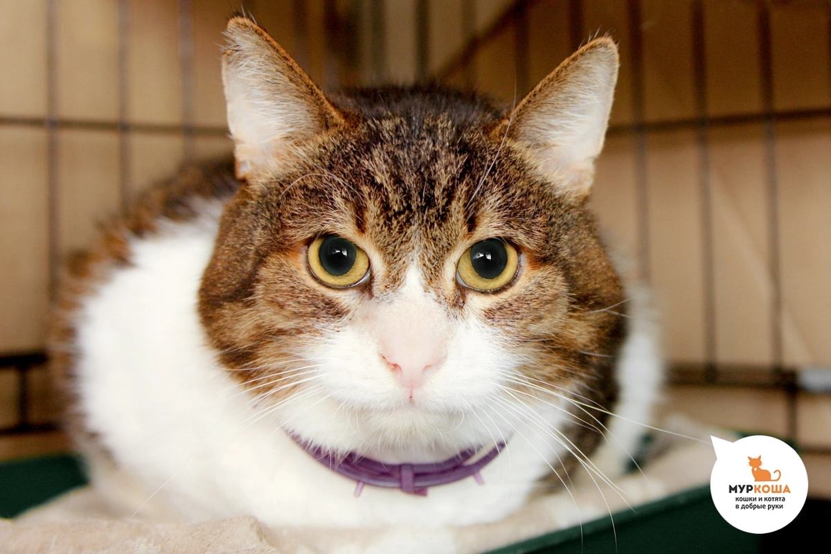 🚹 Дубок, 8 лет. Очень нуждается в ваших лайках, чтобы как можно быстрее обрести дом!!❤️