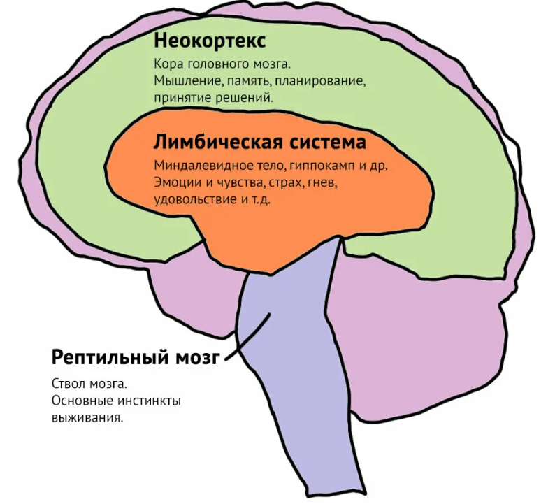 Строение мозга лимбическая система неокортекс. Строение головного мозга + неокортекс. Неокортекс это простыми словами