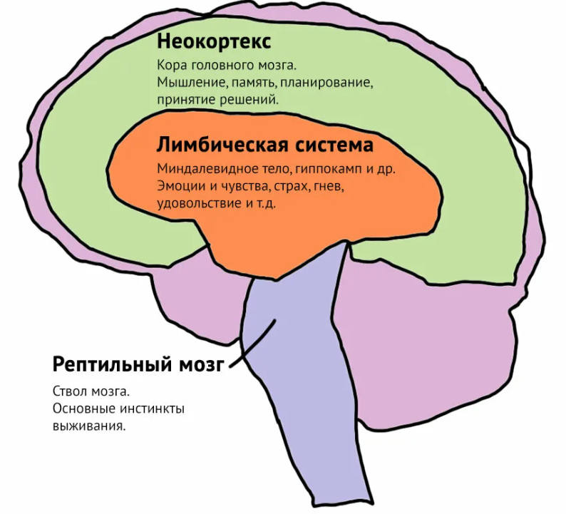 Лимбическая система схема