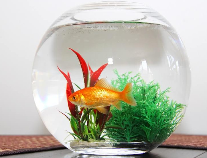 Аквариум в виде шара
