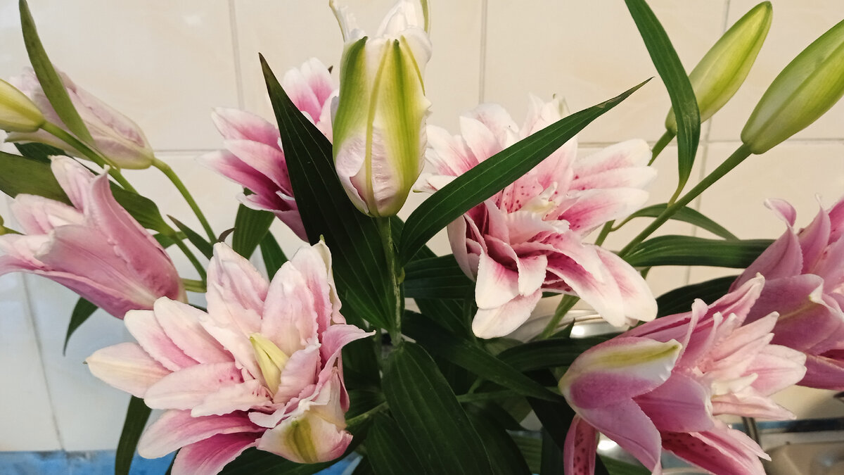 Любимые цветы от мужа