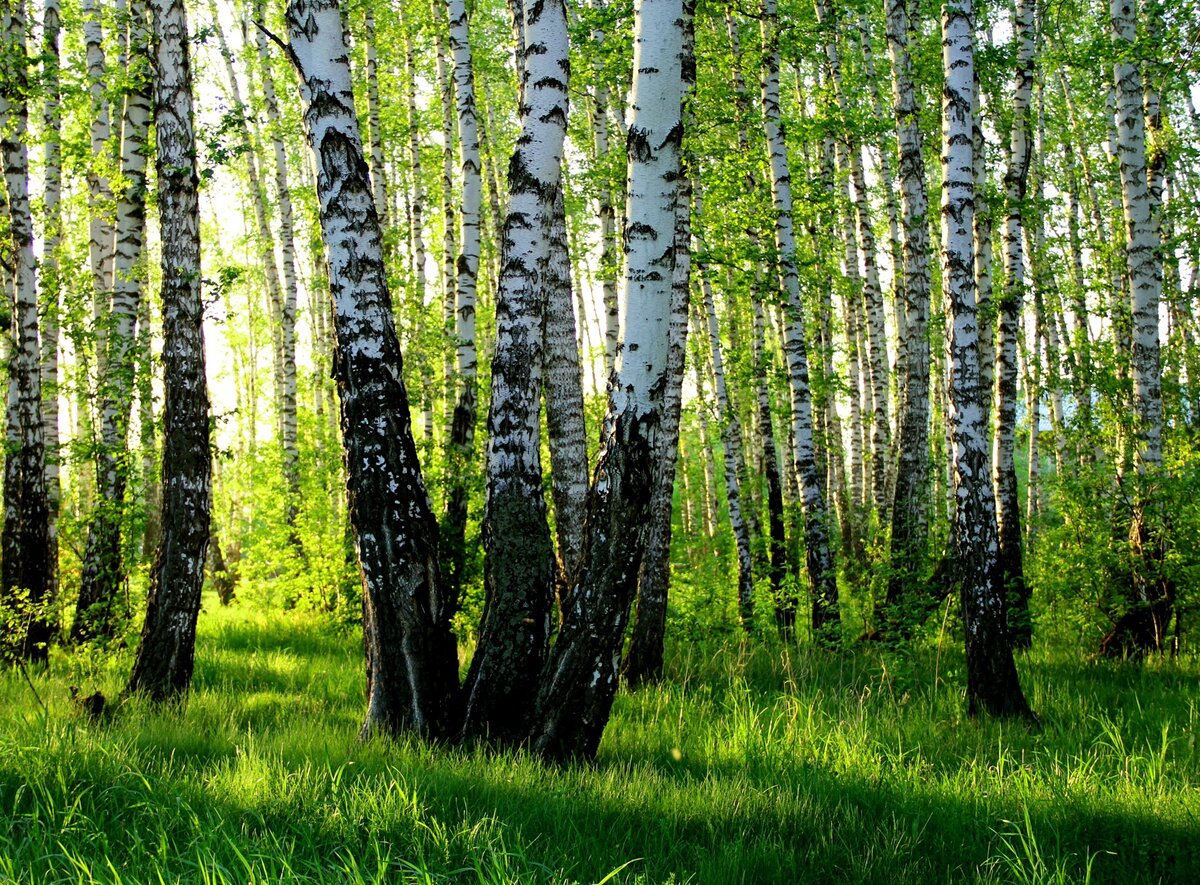 Фото с https://www.drive2.ru/b/2992686/