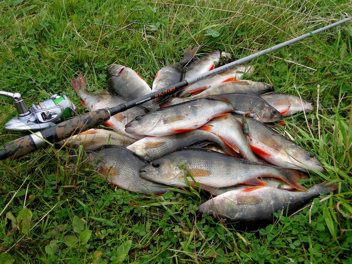 Поймал на копчужку и хватит )))