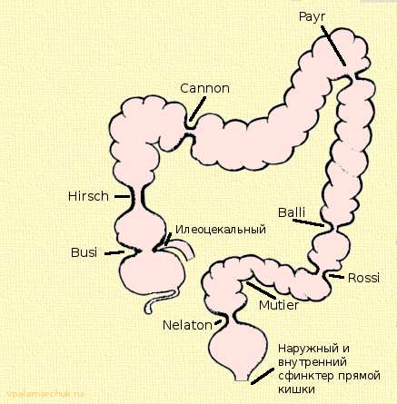 Сфинктеры Толстого кишечника схема. Сфинктеры кишечника человека схема. Сфинктеры толстой кишки анатомия. Сфинктер между прямой и толстой кишки.
