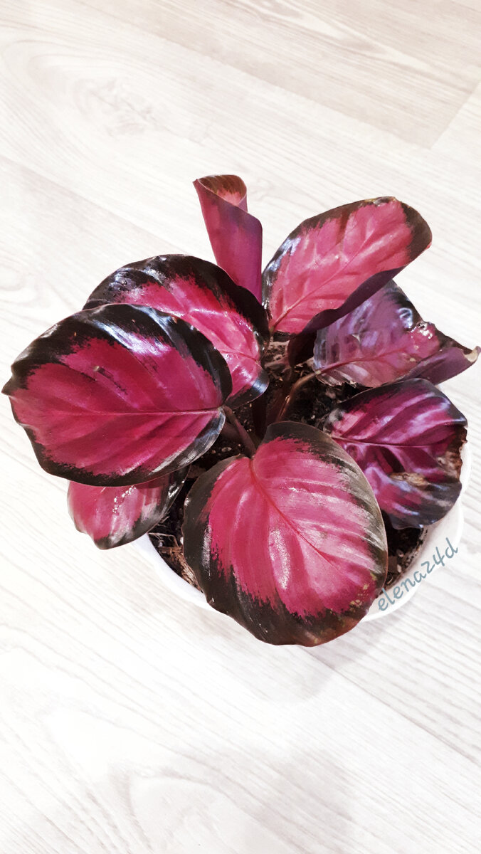 Калатея из моей коллекции 