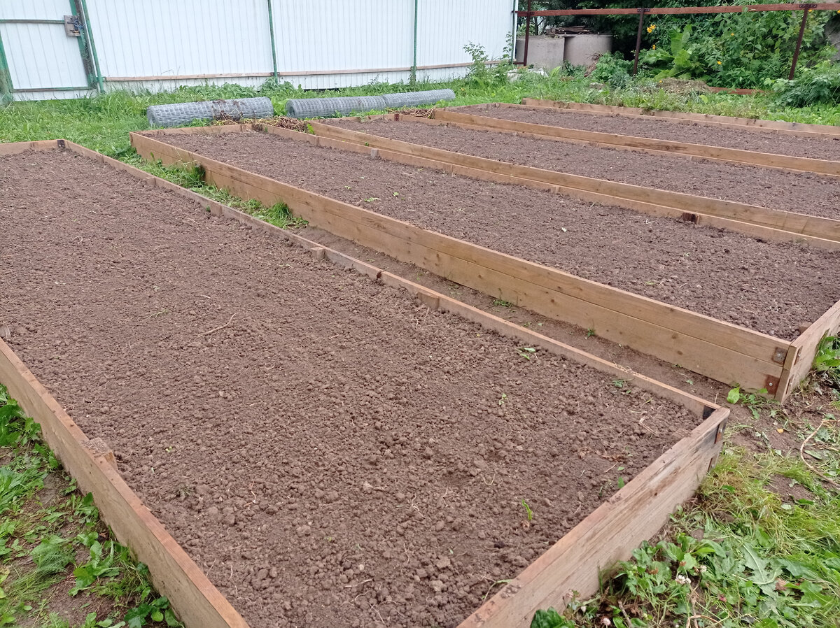 Грядки из под картошки у меня засеяны сидератами