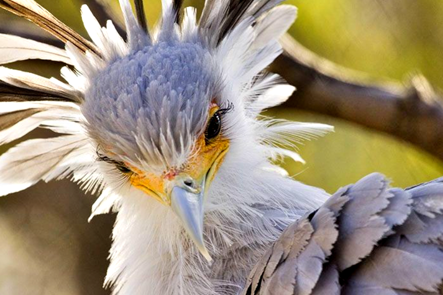 Зато хриплый голос птички ангельским не назовешь. Она квакает почти как лягушка. Фото: dntimes.com