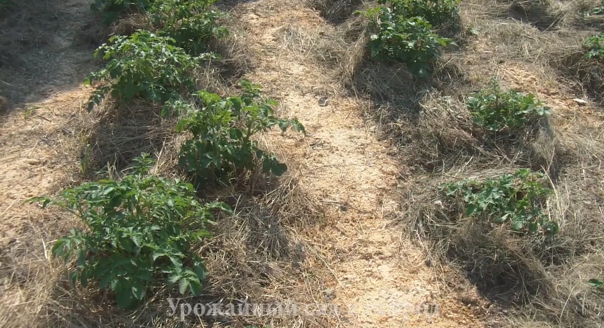 Именно так опилки улучшают качество почвы на нашем участке