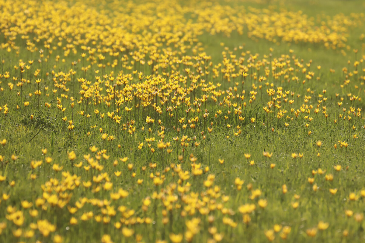 Желтое море 