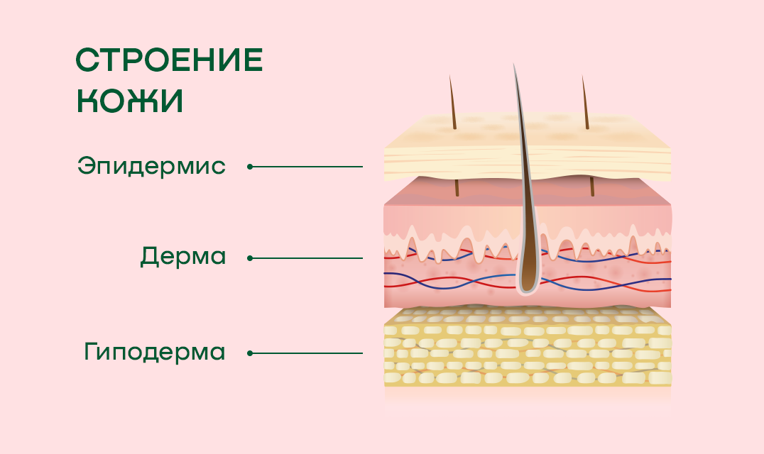 Строение кожи