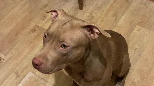 немецкий боксёр собака тайсон. питбуль тайсон джина. питбуль джина и боксер тайсон. питбуль тайсон джина. питбуль джина дзен.