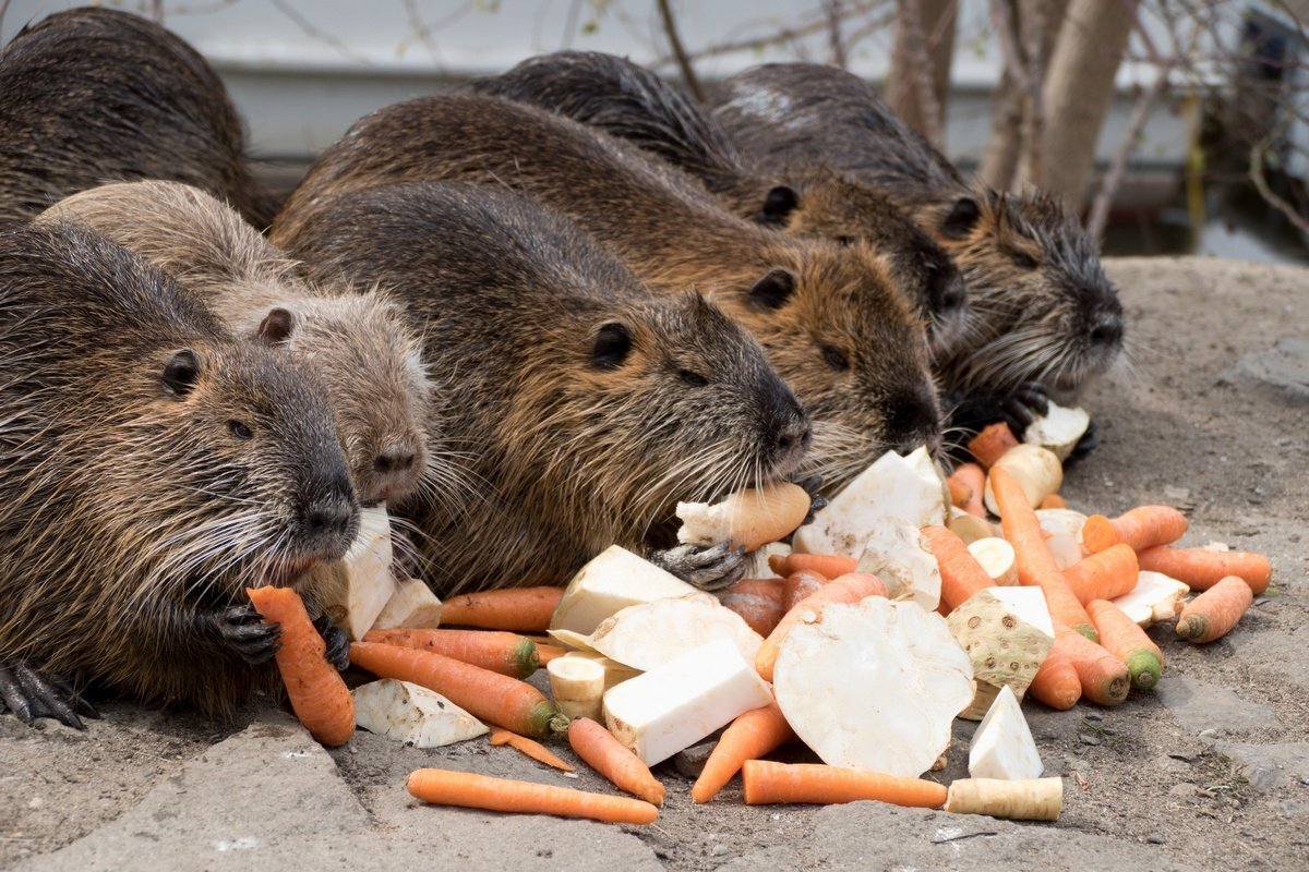 Фото взято из открытых источников.