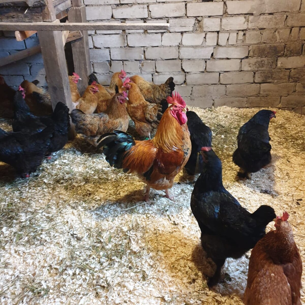 Курочки опять принесли детское яичко)))
