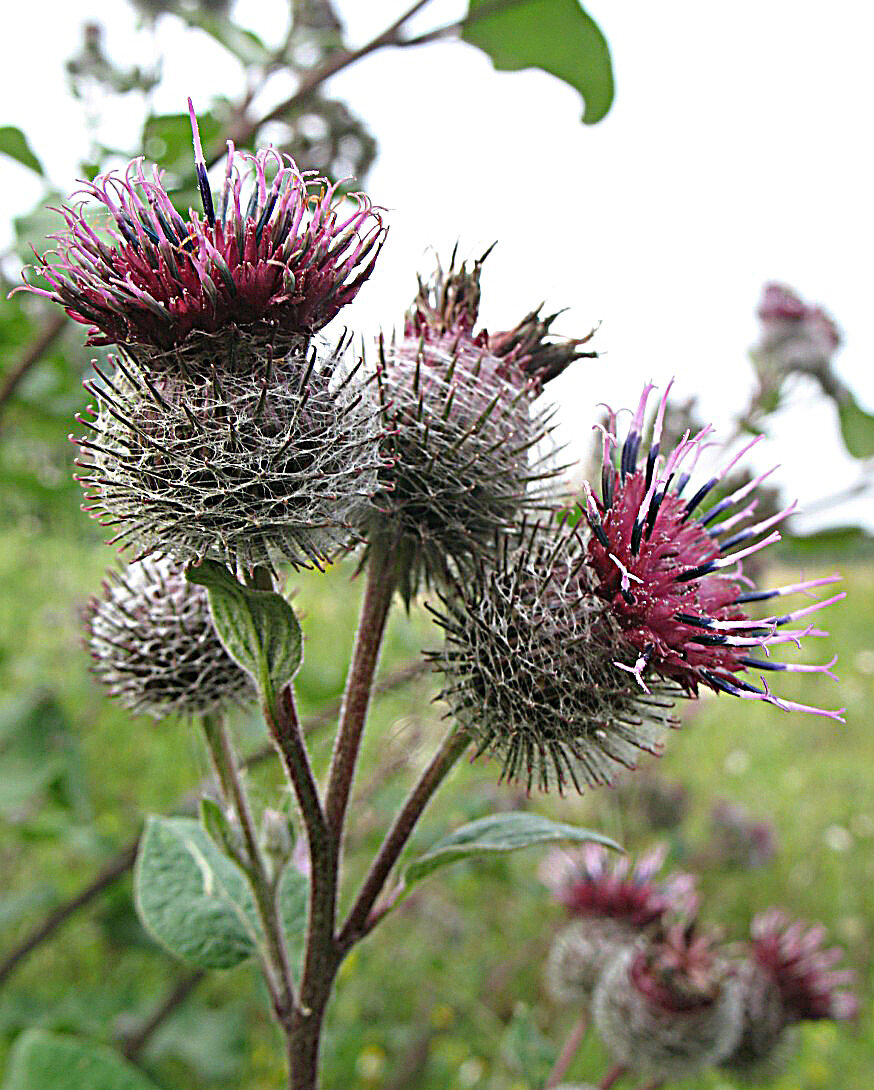 Лопух паутинистый Arctium tomentosum