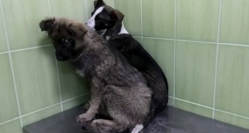 Саня и Маня в клинике 