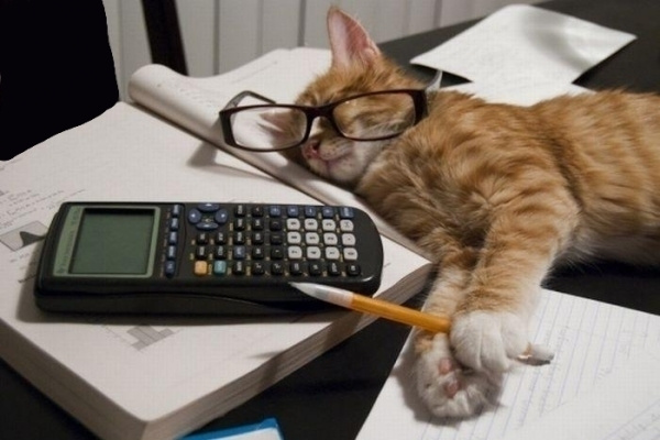 Бухгалтерам России помогают даже котики. Источник - Интернет.