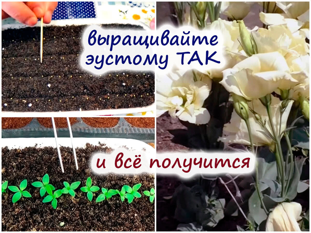 Эустома когда сеять семена на рассаду. Всходы эустомы. Всходы эустомы из семян. Когда сажать эустому на рассаду. Когда сеять эустому на рассаду.