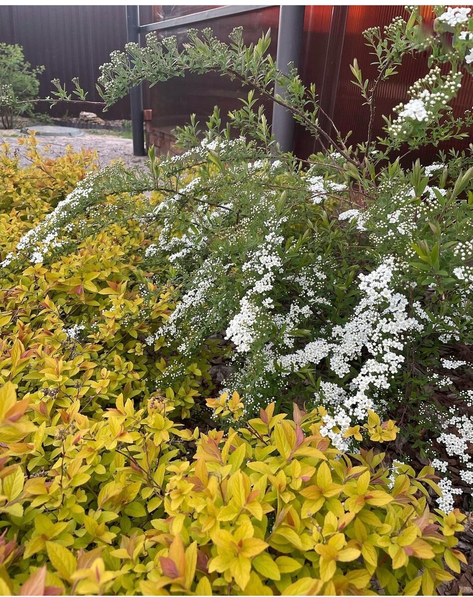 Литтл Принцесс в мае