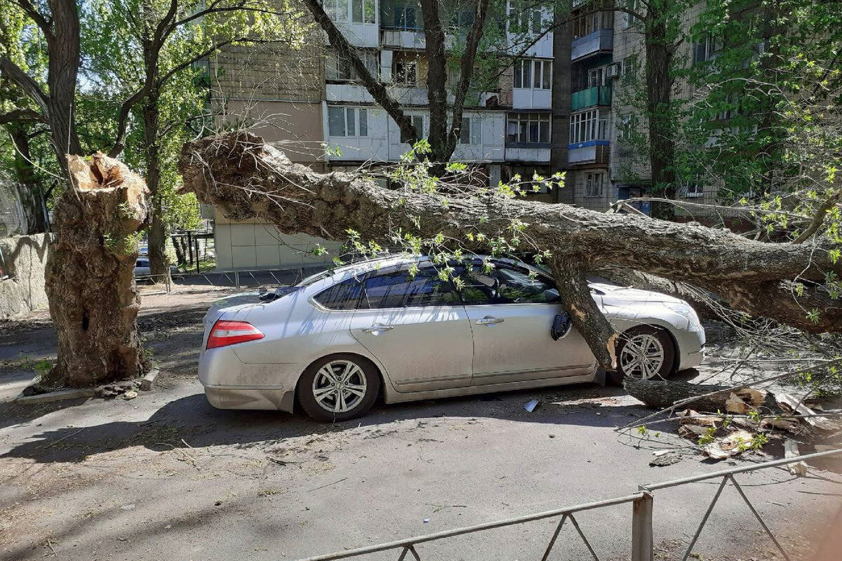 В Москве научились предсказывать падения деревьев