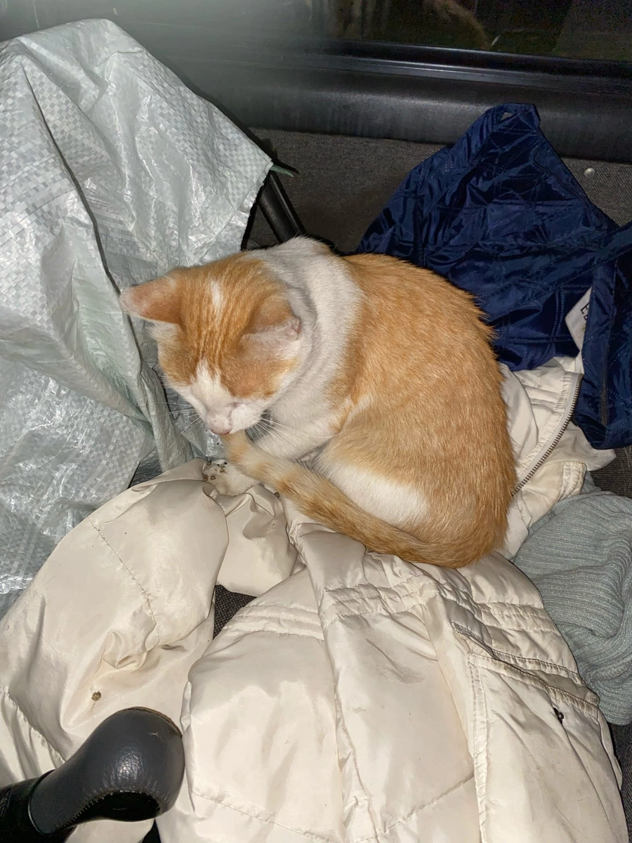 Сразу замурчал 