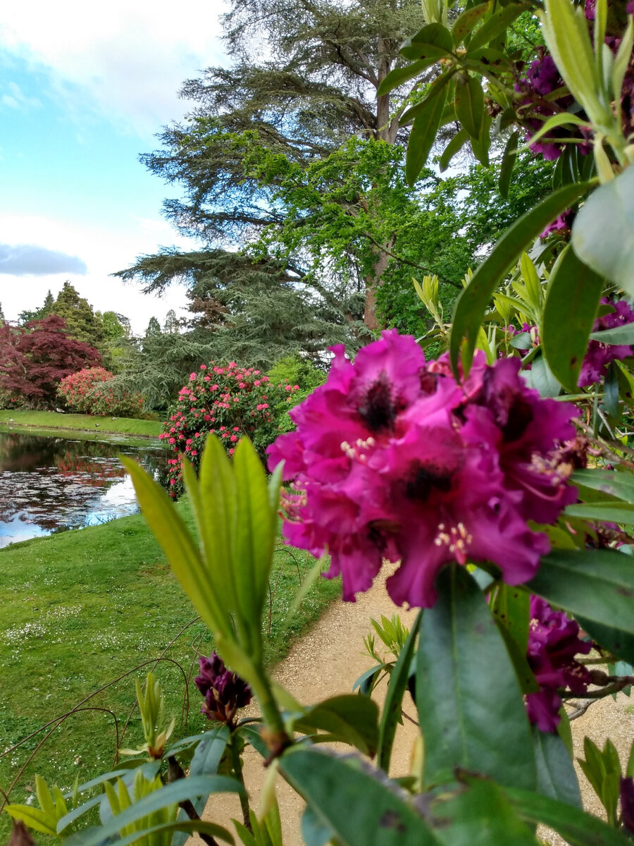 Sheffield park.  Тот самый, где рододендроны сразили меня наповал. Фото из личного архива 