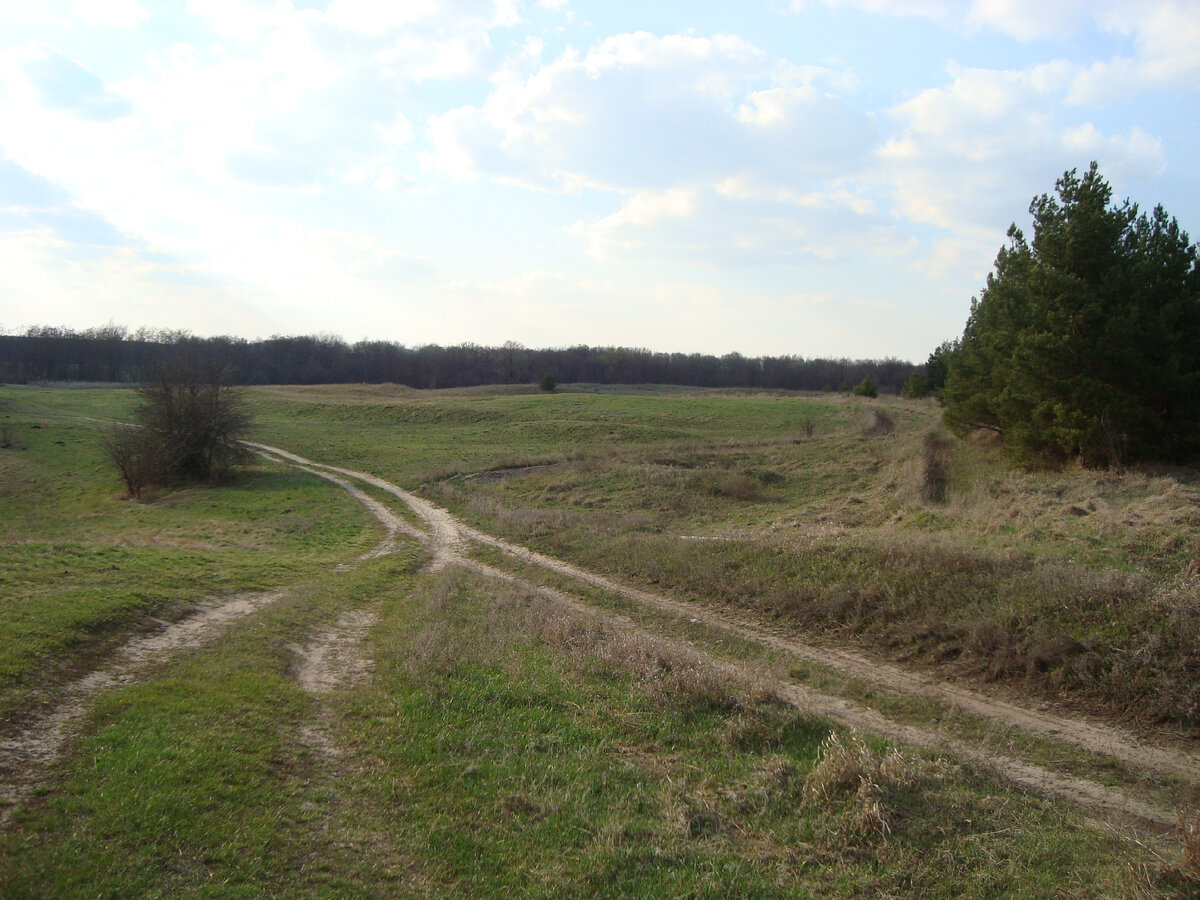 Удобная полянка для пасеки. Когда-то здесь был хутор.