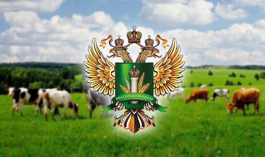    habarovsk.bezformata.com