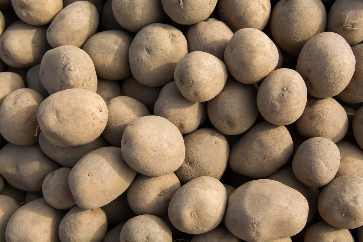     Семенной картофель: как правильно отобрать и как его сохранить