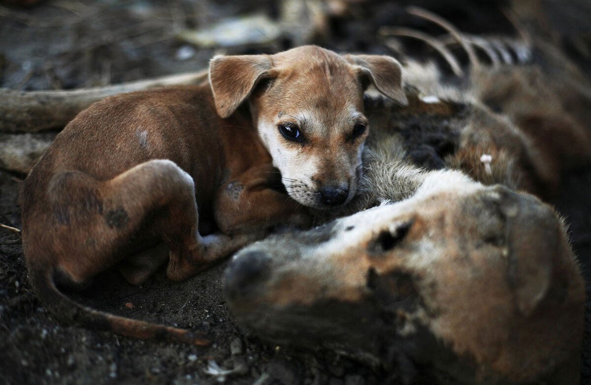Почему погибают животные. Бездомные собаки. Бездомный пес.