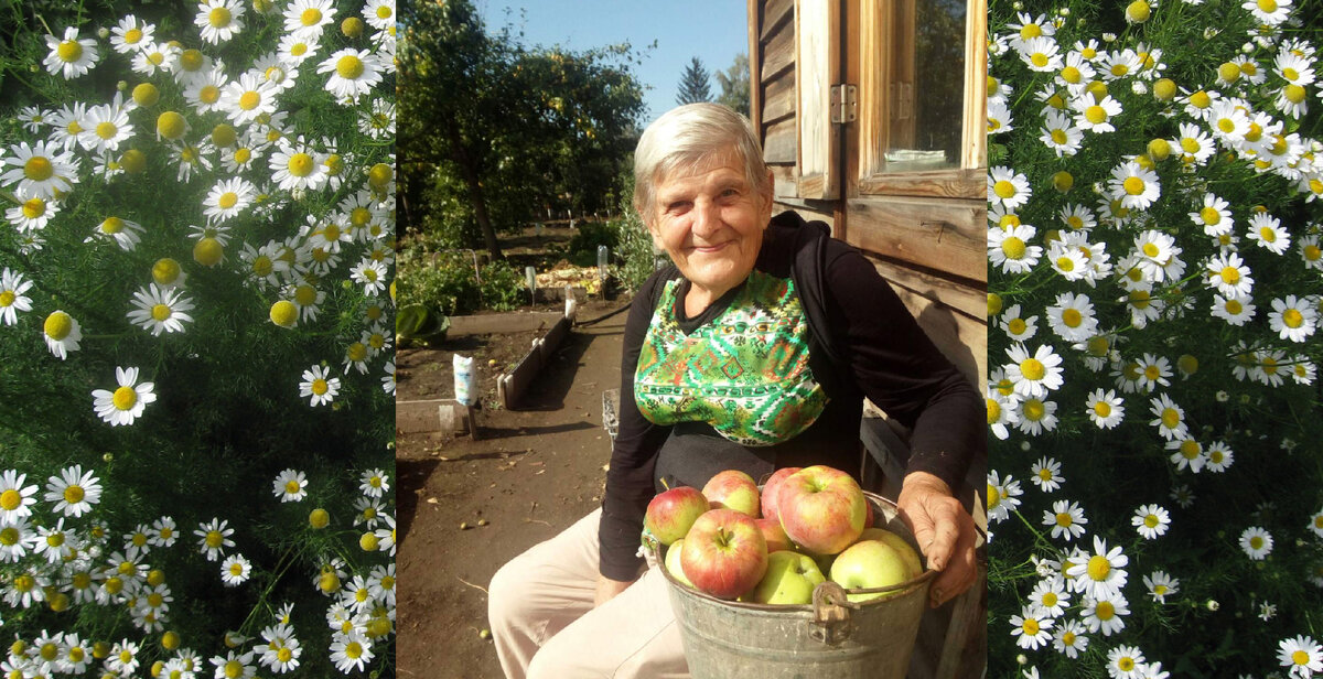 Мамочка за год до травмы со своим урожаем яблок на даче. Фото из семейного архива