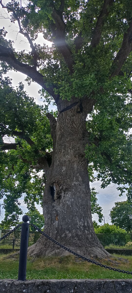 фото автора-тюльпановое дерево в головинке