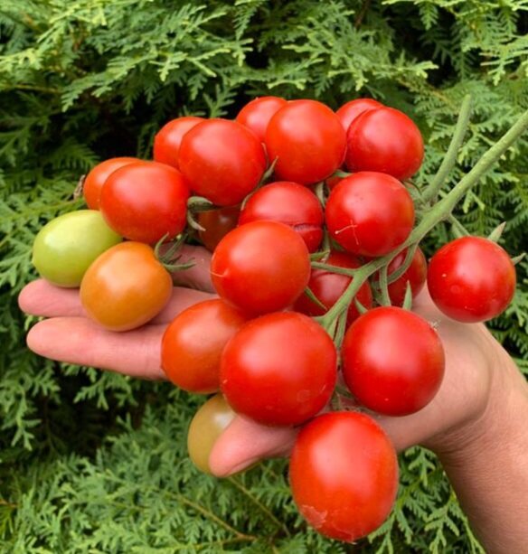 Фото автора. 