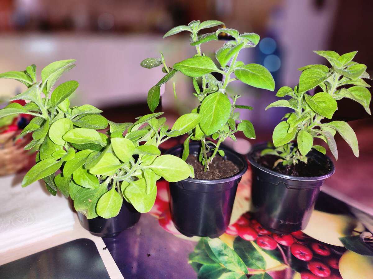 Слева- Щелково Агрохим, средний Осмокот и правый Фертика для петуний.