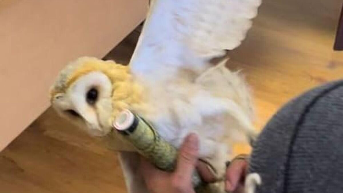    Сова-сипуха, изъятая у уличных фотографов на Большой Грузинской улице в Москве© Фото : Городское хозяйство Москвы/Telegram