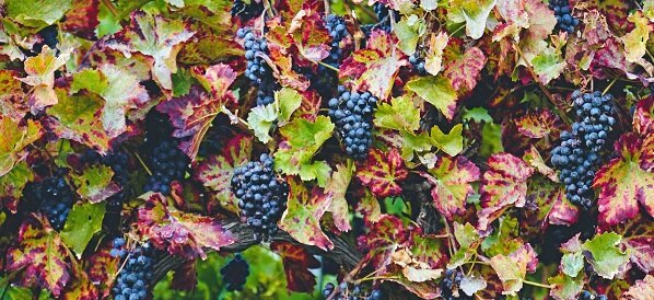 Изображение Myléne с сайта Pixabay  