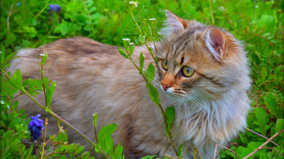 Фото из Яндекс.Картинки