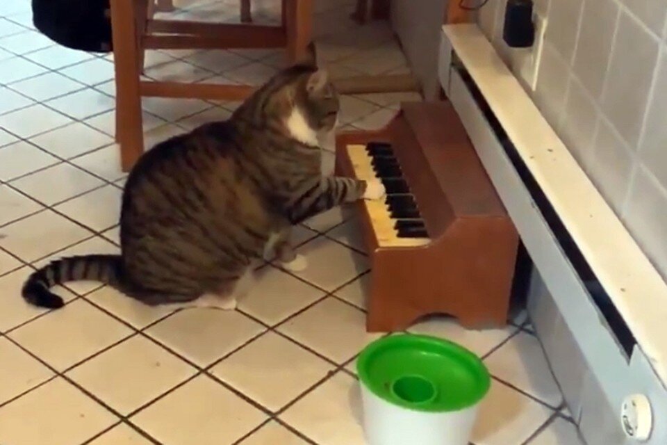     Кот, не желающий мириться с ограничениями в питании, стал звездой Сети