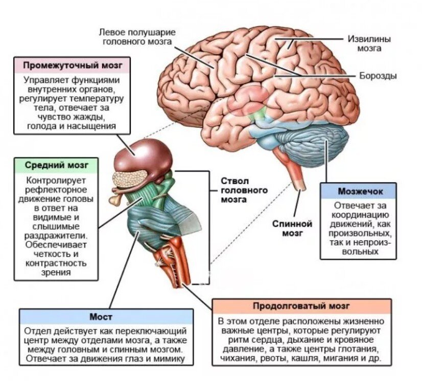 Части мозга за что отвечают картинка