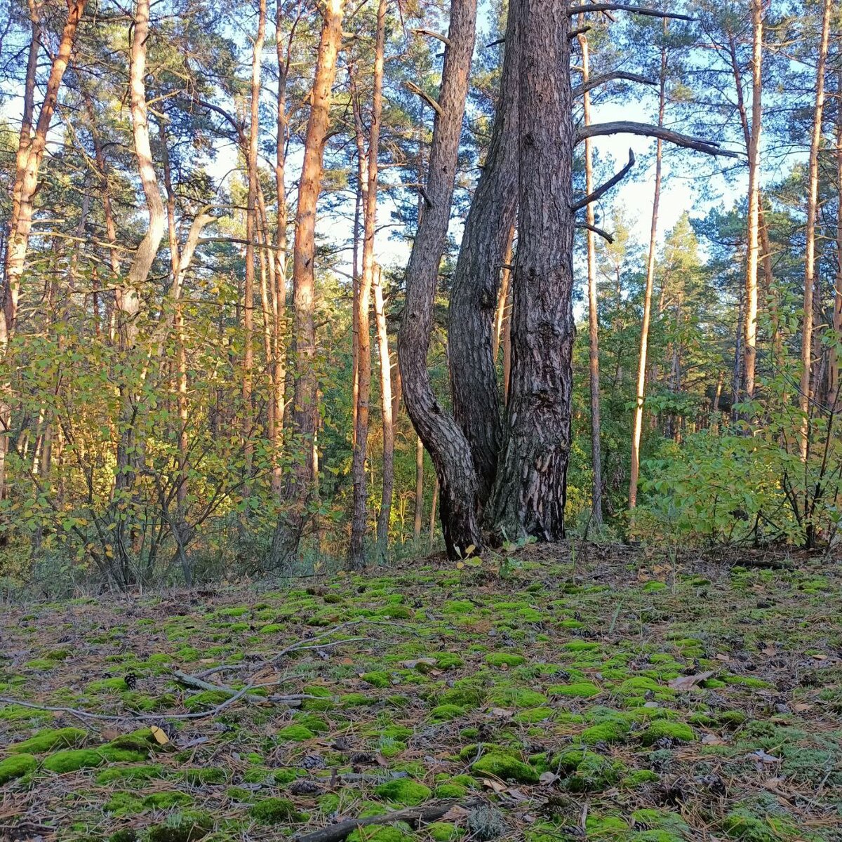 Листья дерева, которое не меняют цвет, но всегда остаются зелеными
