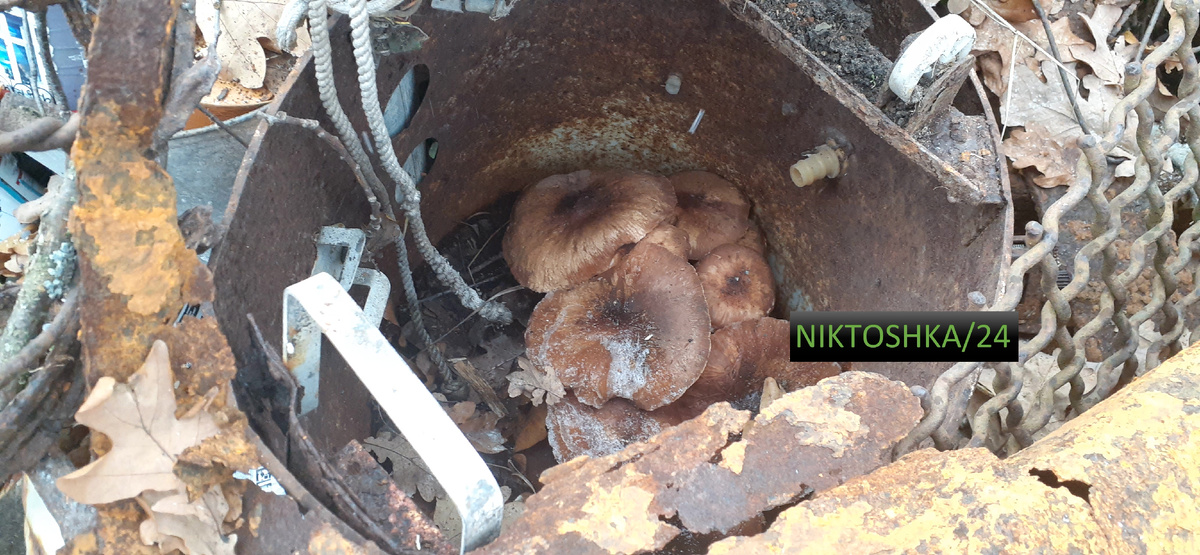 Опята в металле. Фото сделано лично мной.