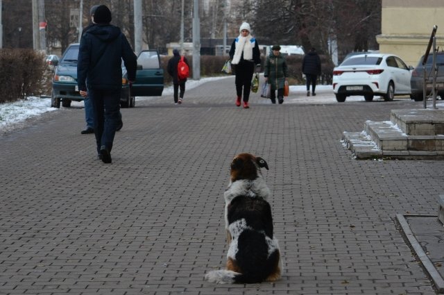    Почему в Мурманске такое количество бездомных собак?