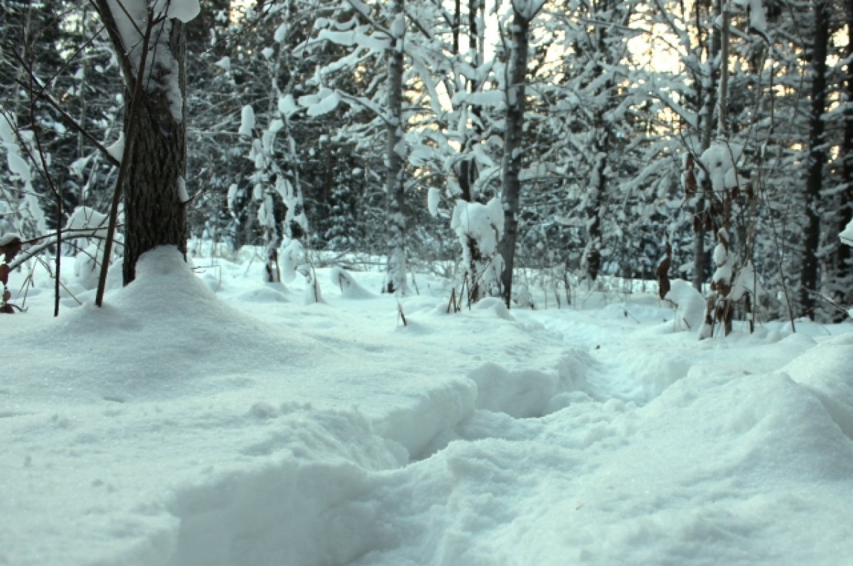    Нижегородская область вошла в топ-10 регионов страны по охране лесов