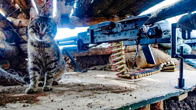 Котик и тяжелый пулемет (фото из открытых источников)